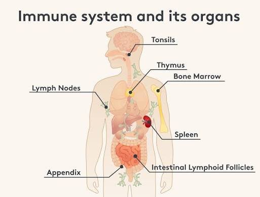Surprising Facts About the Human Immune System Explained